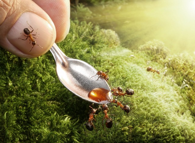 Andrey Pavlov - a hangyák világa (3)