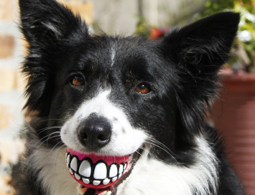 A mosolygásra késztető kutya játék
